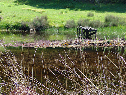 Sonoma Pond with old Wharf