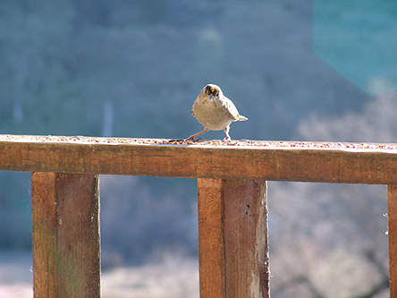 Bird on railing looking at me