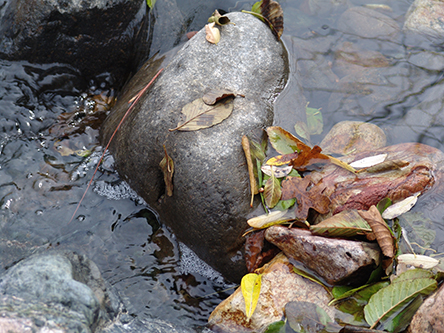 rock and leaves in St. Helena Creek