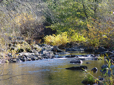 St. Helena Creek in Summer