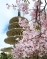 2000 Cherry Blossom Enshin Demo