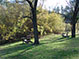 Tubbs Lane Vineyard