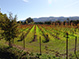 Tubbs Lane Vineyard